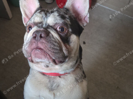 Frenchie to rehome