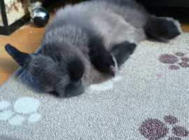 Mini lop buck