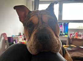 female dog