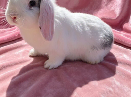Mini lop doe