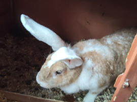 Adults continental giant rabbits females
