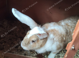 Female continental giant rabbits 2 to choose from
