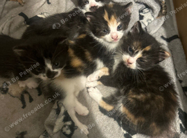 4 stunning kittens ready to go September