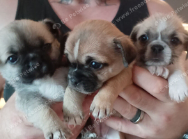 Chihuahua x Pug x Shih Tzu