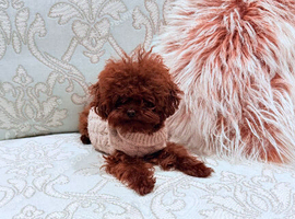 Asian Poodle for Stud DNA tested