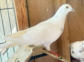 High flyer and fancy pigeons