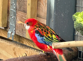 2 rosellas male and female