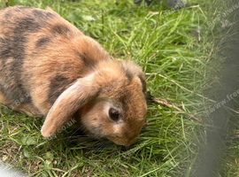 Bunny ready to leave