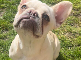 White frenchie bitch