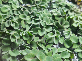 Live Salvinia Floating Aquarium Plant, Freshwater Tropical, Beginner Friendly