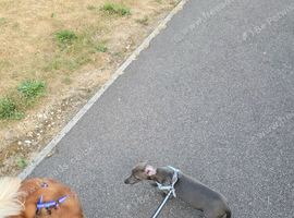Mini dachshund 5 months