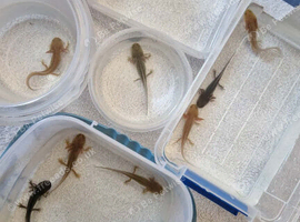 Axolotls
