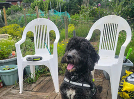 St Berdoodle Boy Rehome