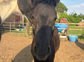 2 year old black colt