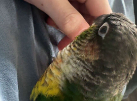 My bird for sale