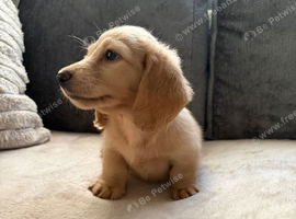 Cream Longhair Miniature dachshund