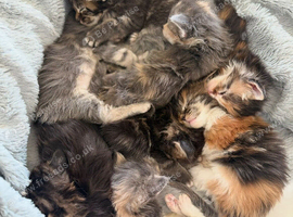 Stunning Maine Coon Kittens Looking for Five-Star Homes