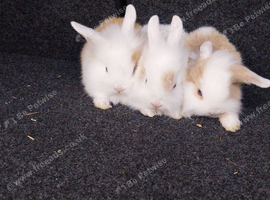 I lion lop ready now