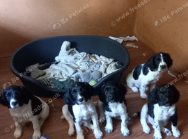 Companions  / family  pet's  Ready to go