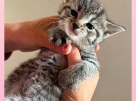 Grey tabby tortie kittens