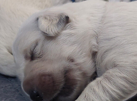 KC registered golden retriever puppies