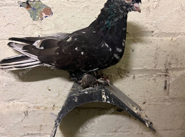 Pigeons for sale