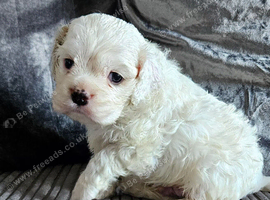 American cockerpoo