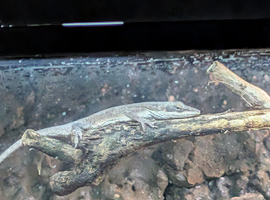 Have a pair of Green Anole for sale