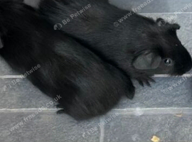 Black guinea pigs x2