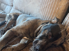 1 year old great dane /german sheppeded cross