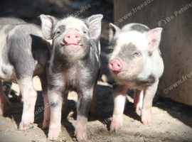 Genuine Juliana Line Micro Pigs