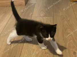 Ready now! Last kitten (black and white) for sale.