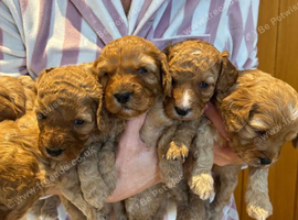 Gorgeous Cavapoo Puppies &ndash; 5 Girls Available