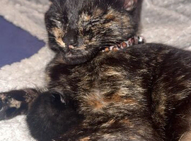 2 year old cat for sale.