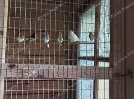 Baby Gloster Canaries for sale