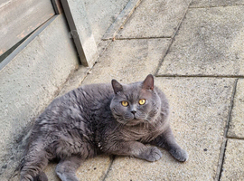 With regret, rehoming my senior cat
