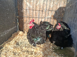 Pair of black Mottled pekins