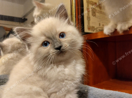 Ragdoll kittens