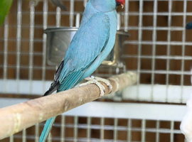 Blue Indian ringneck