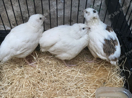 Jumbo quails