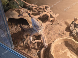Bearded dragon with set up
