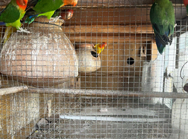 Love birds available for sale- Healthey and strong