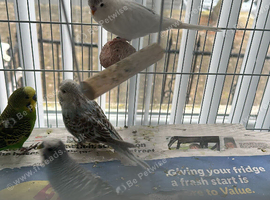 Budgies albinos litino handtame breeding pairs etc