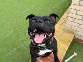 KC Registered Red/Brindle Black Staffy Puppies