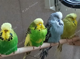 Some different age budgies and breeding boxes here