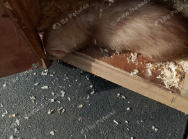 Ferret micro cinnamon