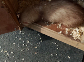 Cinnamon
