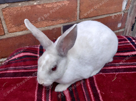 Mini rex baby girls