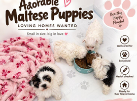 ADORABLE MALTIPOO PUPPIES