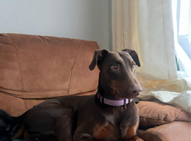 Beautiful Full Doberman Puppies &ndash; Ready from 8 Weeks